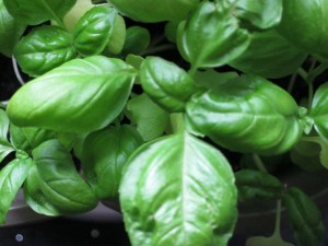 Basil